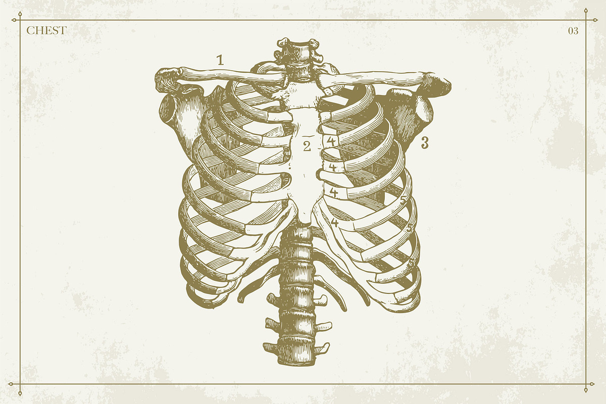 100+ Vintage Anatomy Vectors, a Healthcare Illustration by Shizzle Stock (Photo 15 of 20)