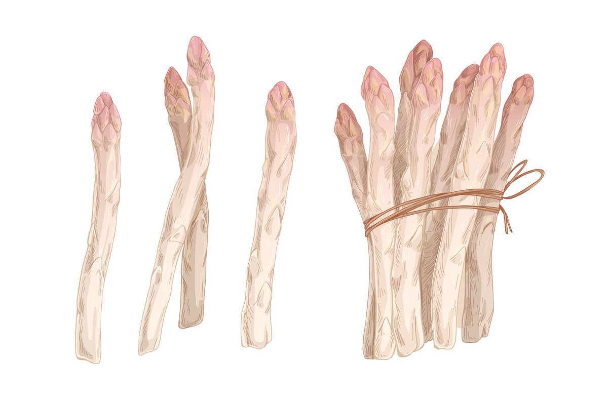 Hand drawn asparagus stems set, a Food Illustration by Good Studio (Photo 3 of 3)
