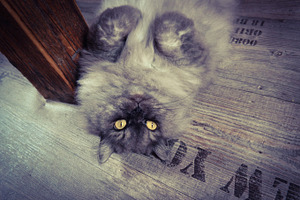 Cat stock photo