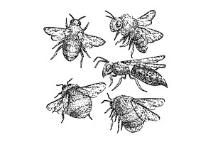 bee set sketch hand drawn vector, an Object Illustration by pikepicture