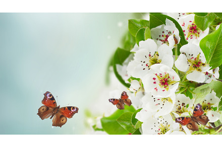 Blossoming Apple tree Flowers, a Nature Photo by Neirfy
