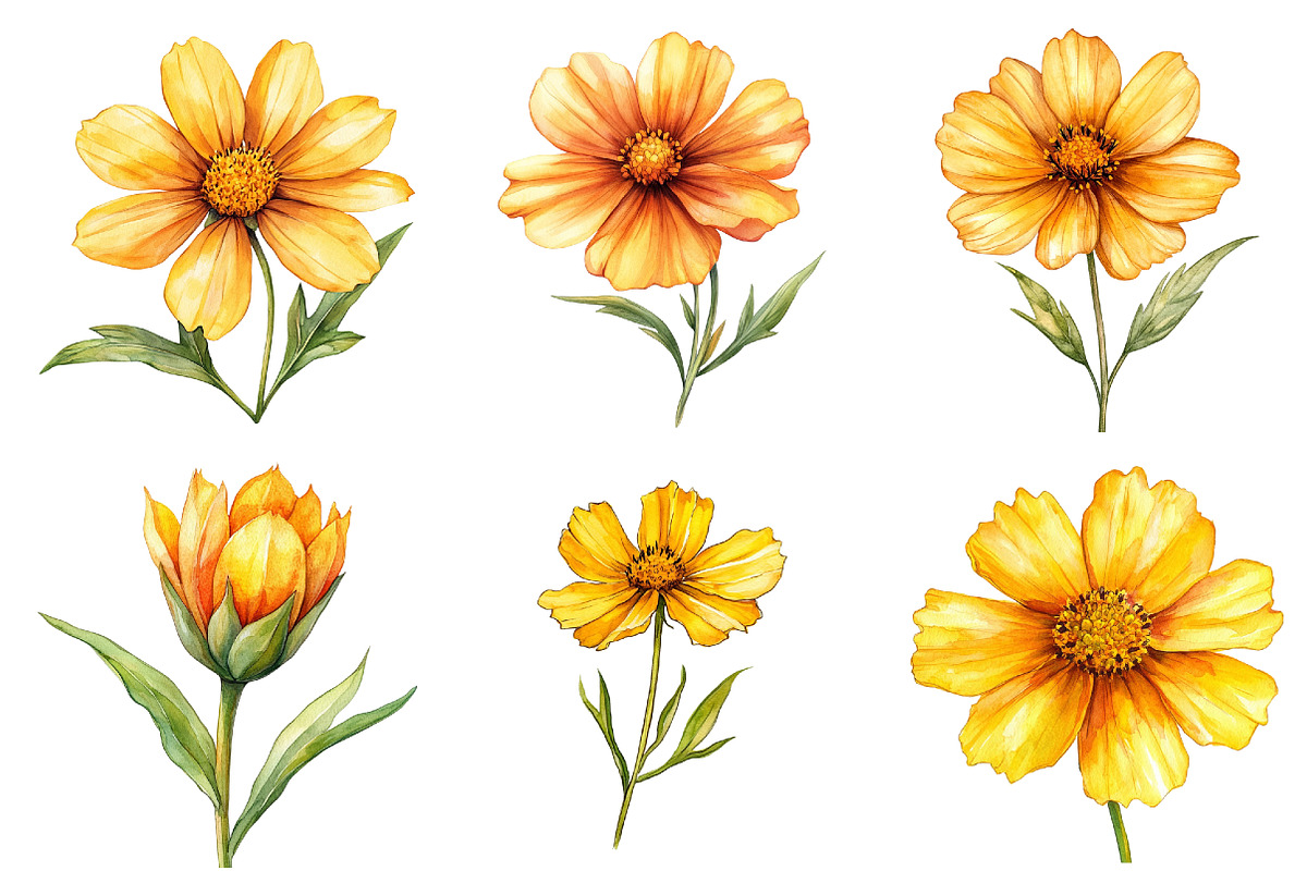 Coreopsis Flower Watercolor Clipart, an Illustration by Watercolor design (Photo 3 of 10)