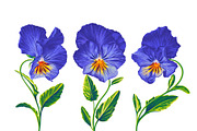 Blue Pansies Vector Set, an Illustration by MarynaPetrovska (Thumbnail 8 of 15)