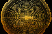 Black tree rings collection, a Decorative Illustration by Handmadefont (Thumbnail 10 of 10)