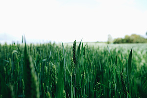 Green Wheat Ears, a Nature Photo by Nazar Hrabovyi