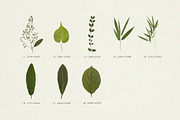 BUNDLE - Dry Flowers & Leaves, an Object Graphic by Sparrow & Snow (Thumbnail 28 of 28)