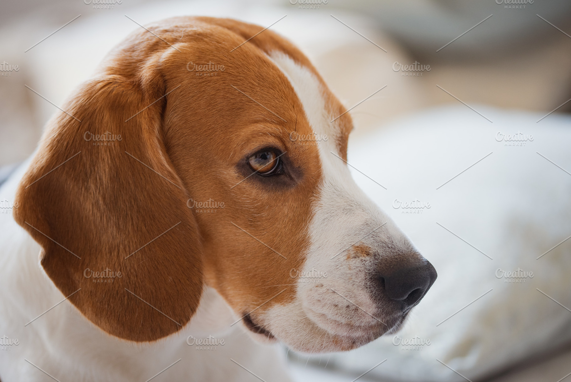 Beagle dog portrait, an Animal Photo by MadPhotos