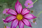 Pink Flower Collection(9 Images), a Photo by Lens of Hom (Thumbnail 3 of 3)