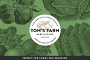 220 Vintage Vegetable Illustrations, a Food Illustration by Graphic Goods (Thumbnail 5 of 12)