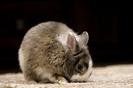 rabbit