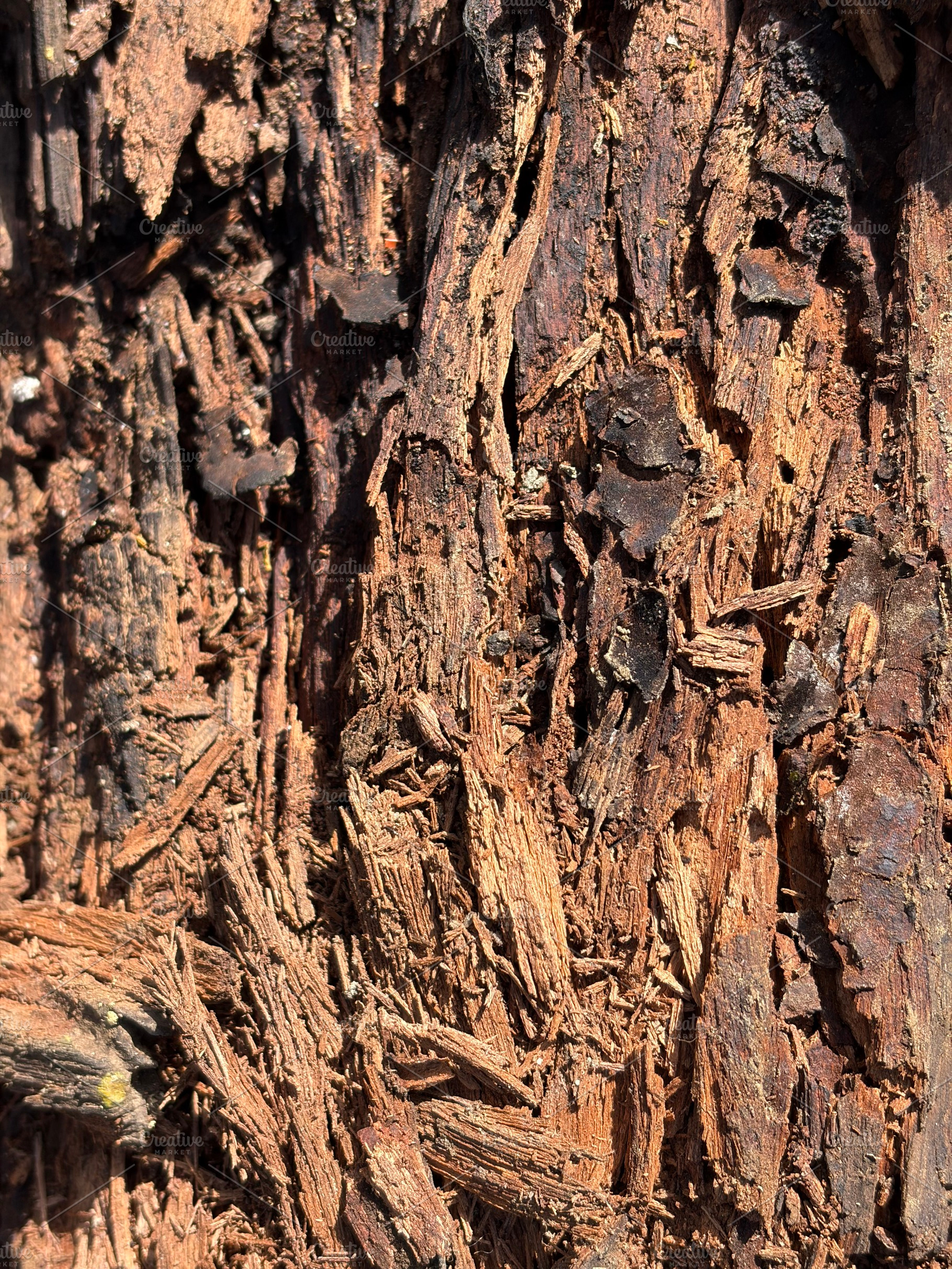 A Logs Inside, a Nature Photo by Color FFF