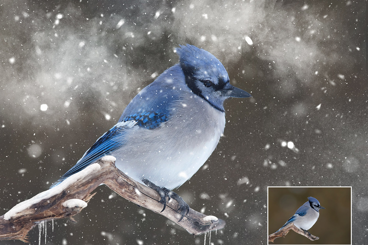 25 Snow Brushes for Photoshop, a Brush Add-On by Uplift Actions (Photo 4 of 7)