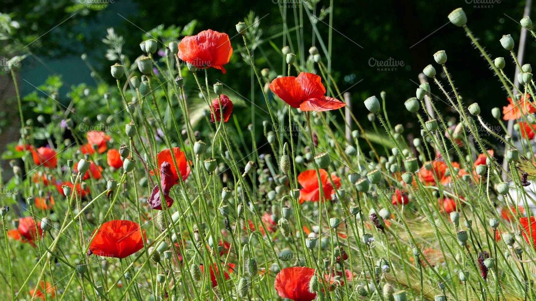 field of red poppies background, a Photo by WorldPhotos