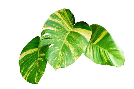 Monstera Variegated Leaf Isolated.