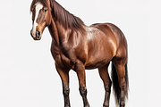 400+ Farm Animals Photo Bundle, an Animal Photo by Virgo Studio (Thumbnail 5 of 8)