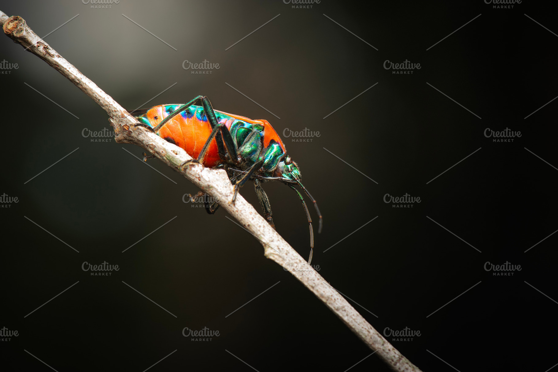 Mallotus Harlequin Bug, an Animal Photo by Rob D