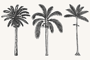 Palm Tree Vector Illustration Bundle, an Illustration by Kusumaillustration (Thumbnail 5 of 15)