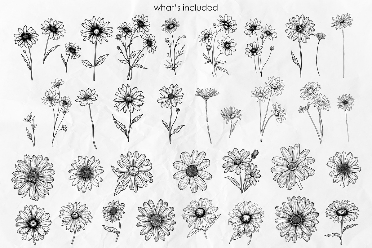 Daisy Flowers Line Art SVG, an Object Graphic by Dervik Art Store (Photo 3 of 8)