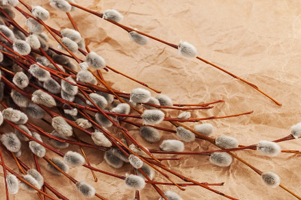 A bouquet of willow seals lies on old kraft paper, in retro styl, a Nature Photo by TanaCh