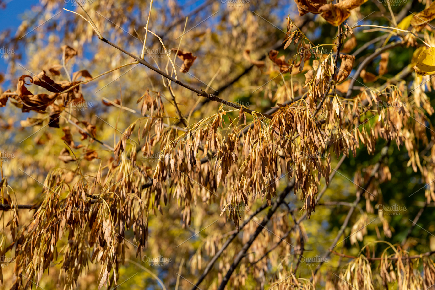 Maple tree foliage in autumn, a Photo by MyPhotos