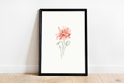 Poppy Blooms – Watercolor & Line Art, a Decorative Illustration by Liliia Polos Illustration (Thumbnail 2 of 11)