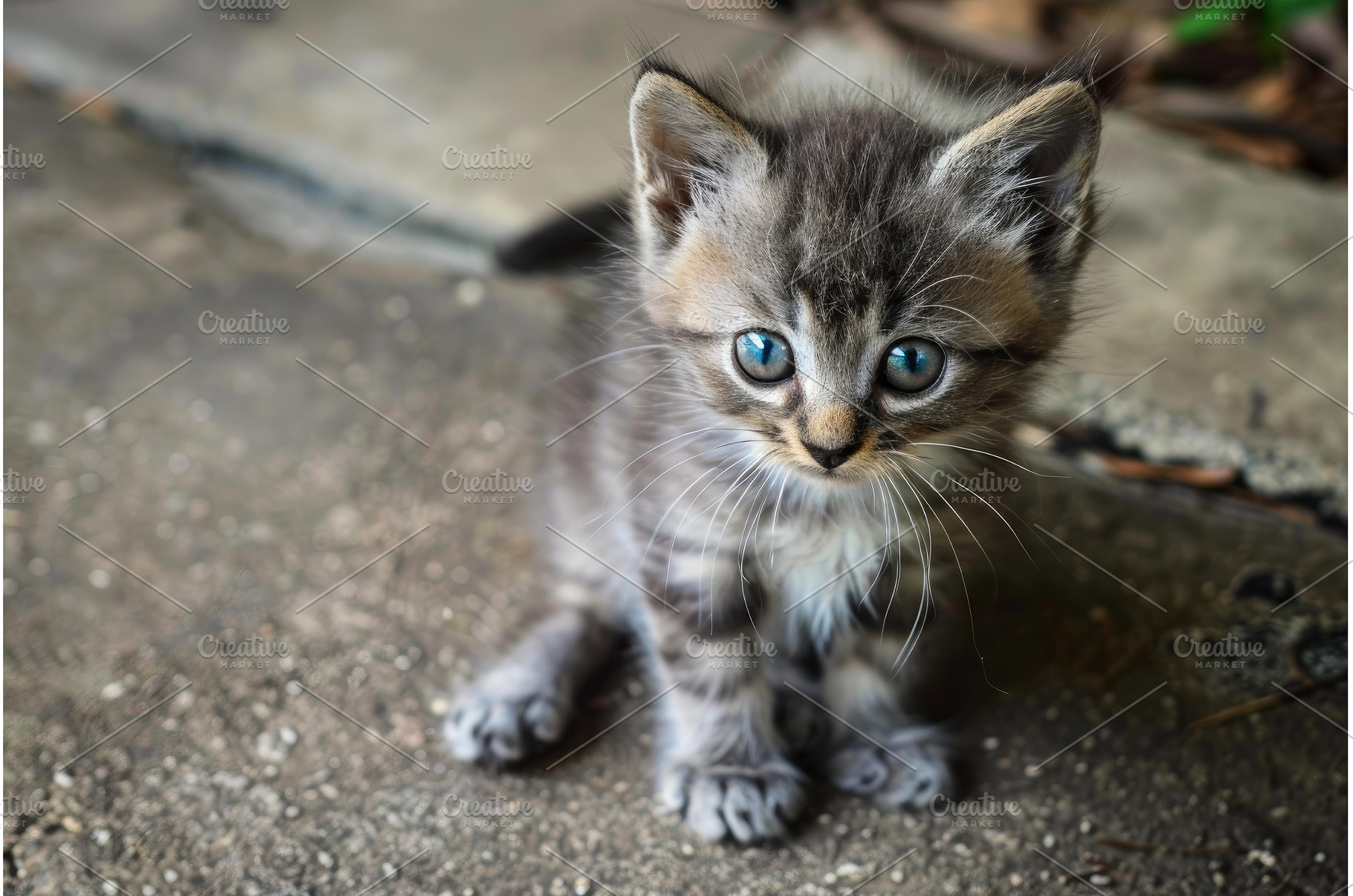 Cute grey tabby kitten with striking, an Animal Photo by Ylivdesign