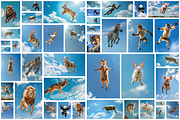 116 Flying animals, an Animal Photo by Handmadefont (Thumbnail 3 of 119)