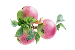 30%OFF! Apple Harvest