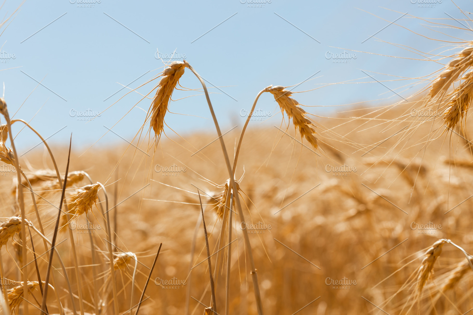 Close-up of golden wheat ears swaying in a ripe summer field und, a Nature Photo by Ales Munt
