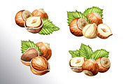 Huzelnuts. Watercolor collection, a Food Illustration by Daria Ustiugova (Thumbnail 3 of 23)