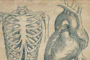 50 Procreate Anatomy Stamps, a Brush Add-On by Endete & Mazak brushes (Thumbnail 5 of 7)