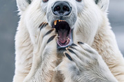 236 surprised animals, an Animal Photo by Handmadefont (Thumbnail 142 of 241)