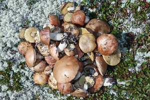 Wild edible mushrooms in tundra, a Nature Photo by Alexander-Piragis