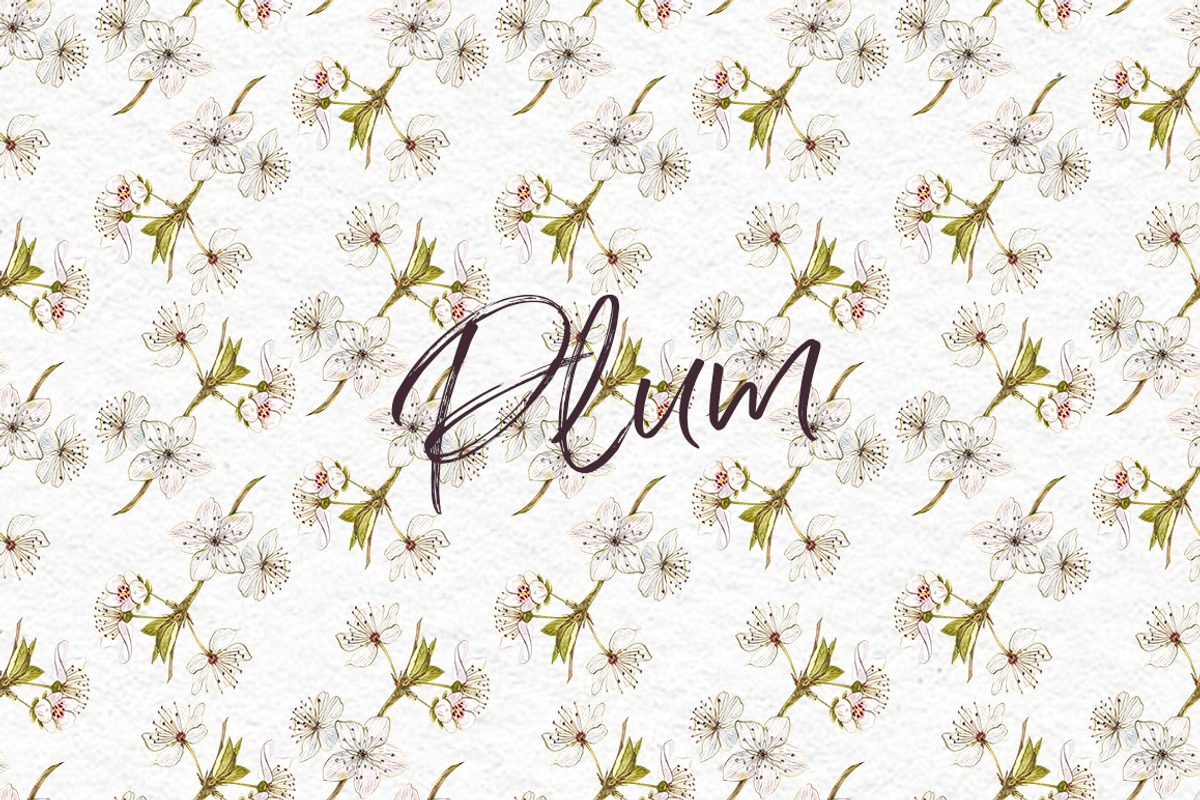Plum in botanical style, a Food Illustration by Ann Astro (Photo 7 of 11)