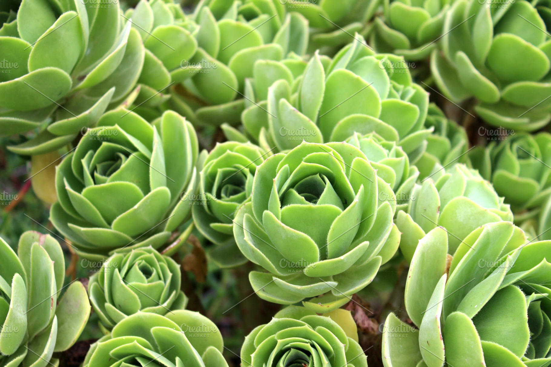 Succulent Plant Sempervivem, an Abstract Photo by Corner Croft Mockups