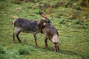 Pair of Waterbuck Antelopes in a Gre, an Animal Photo by Perpis