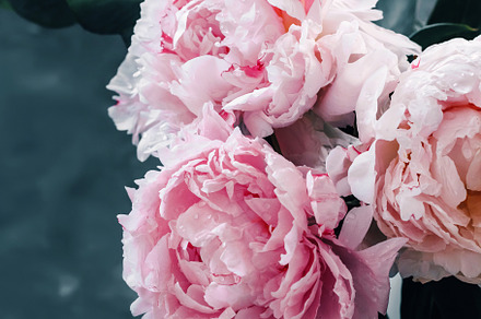 Pink peonies card in dark style clos containing flowers, peony, and card, a Holiday Photo by Anntuan
