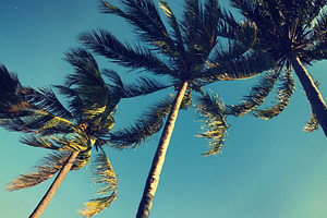 Wind in the palm trees