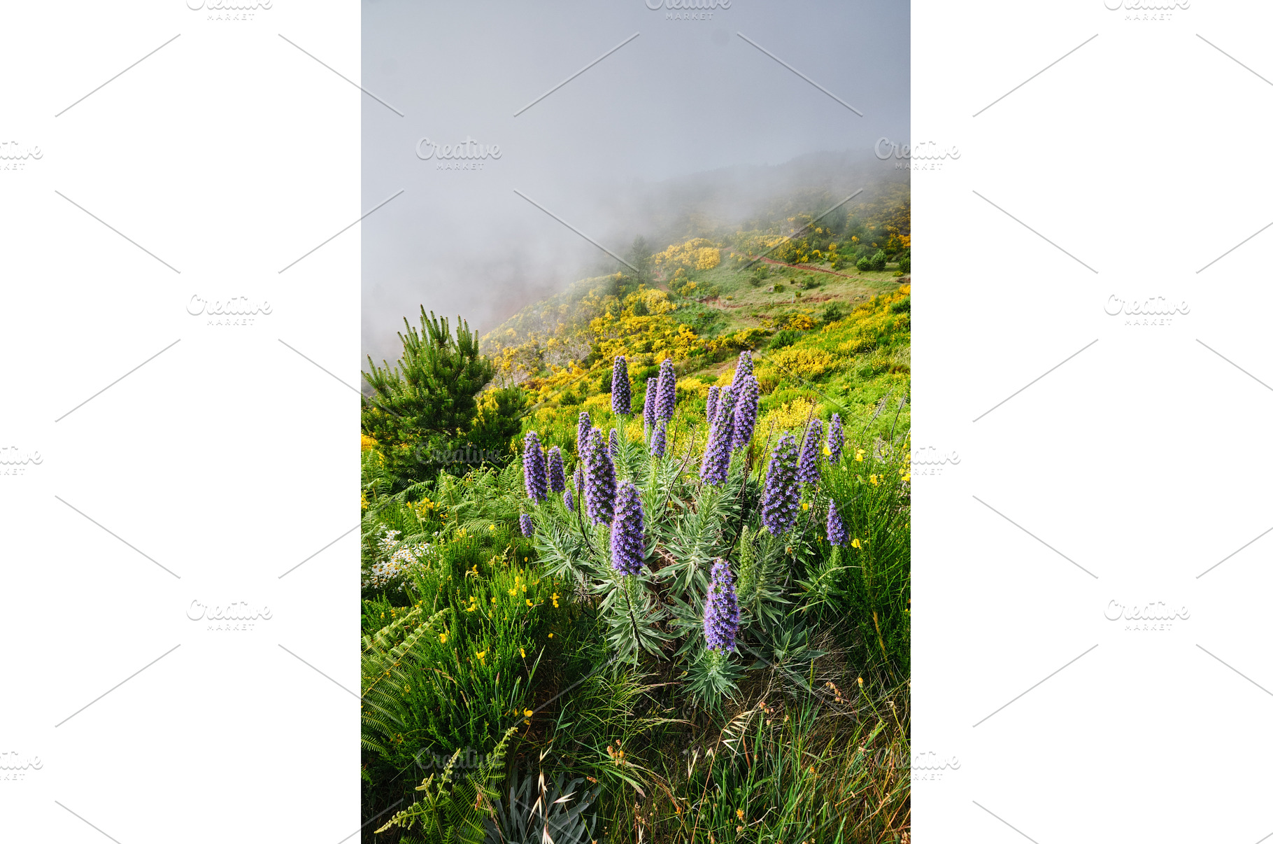 Madeira landscape with Pride of, a Nature Photo by f9photos