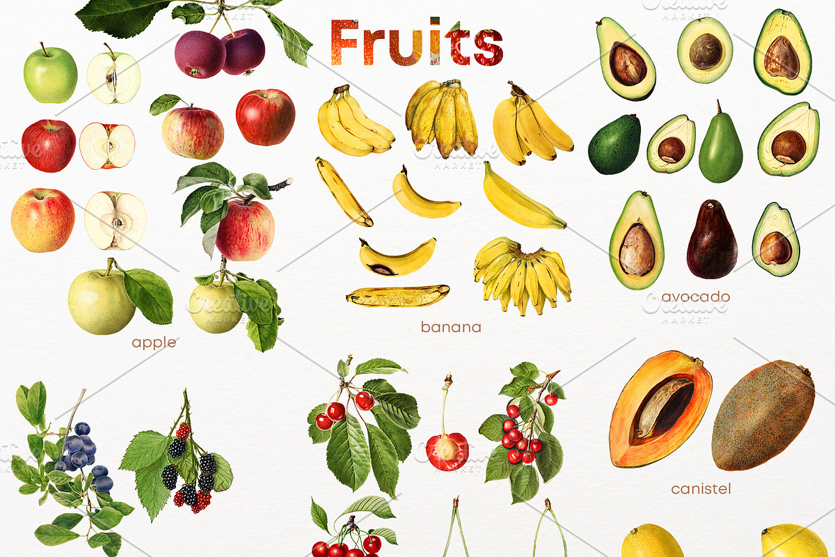 Fruit Vintage illustrations, 86 PNG, a Food Illustration by Natalka Dmitrova art (Photo 4 of 4)