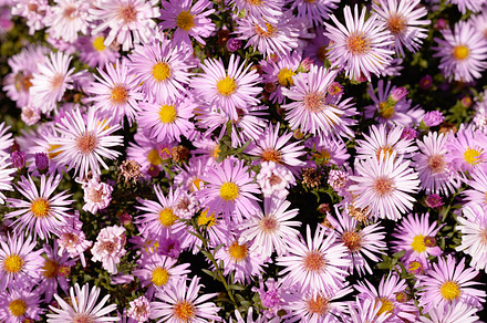 Lilac Flowers Containing Blossom Purple And Violet preview 6