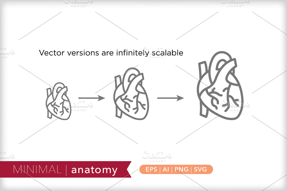 Minimal anatomy icons, an Outline Icon by Picture Window (Photo 4 of 5)