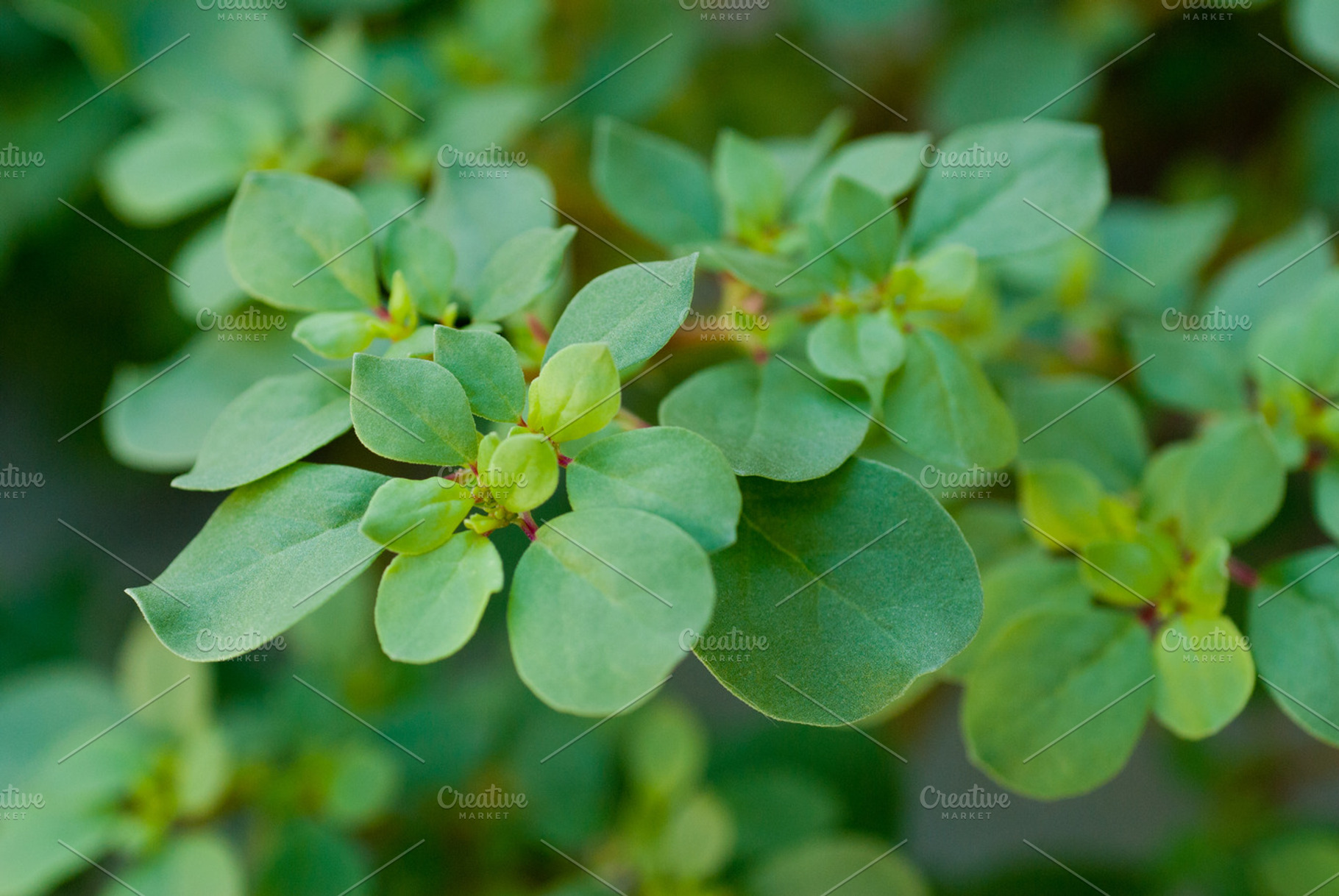 Purslane trianthema 3 stock picture