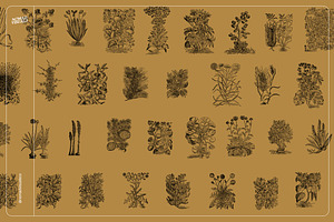 Botanical Collection