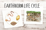 Earthworm Life Cycle Clipart & Print, an Education Illustration by Tati Bordiu (Thumbnail 3 of 3)