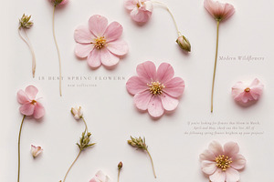 Pink Wildflowers Backgrounds