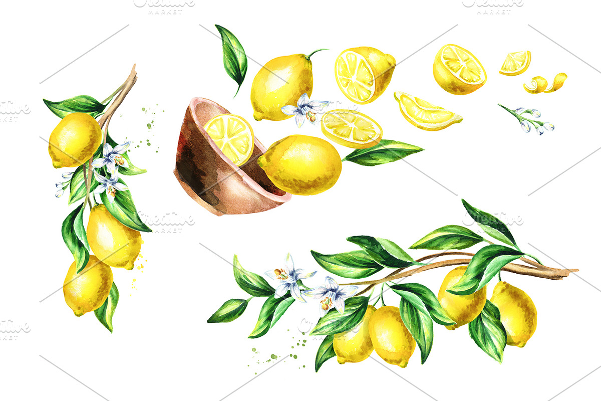 Fresh Lemon. Watercolor collection, a Background Graphic by Daria Ustiugova (Photo 5 of 9)