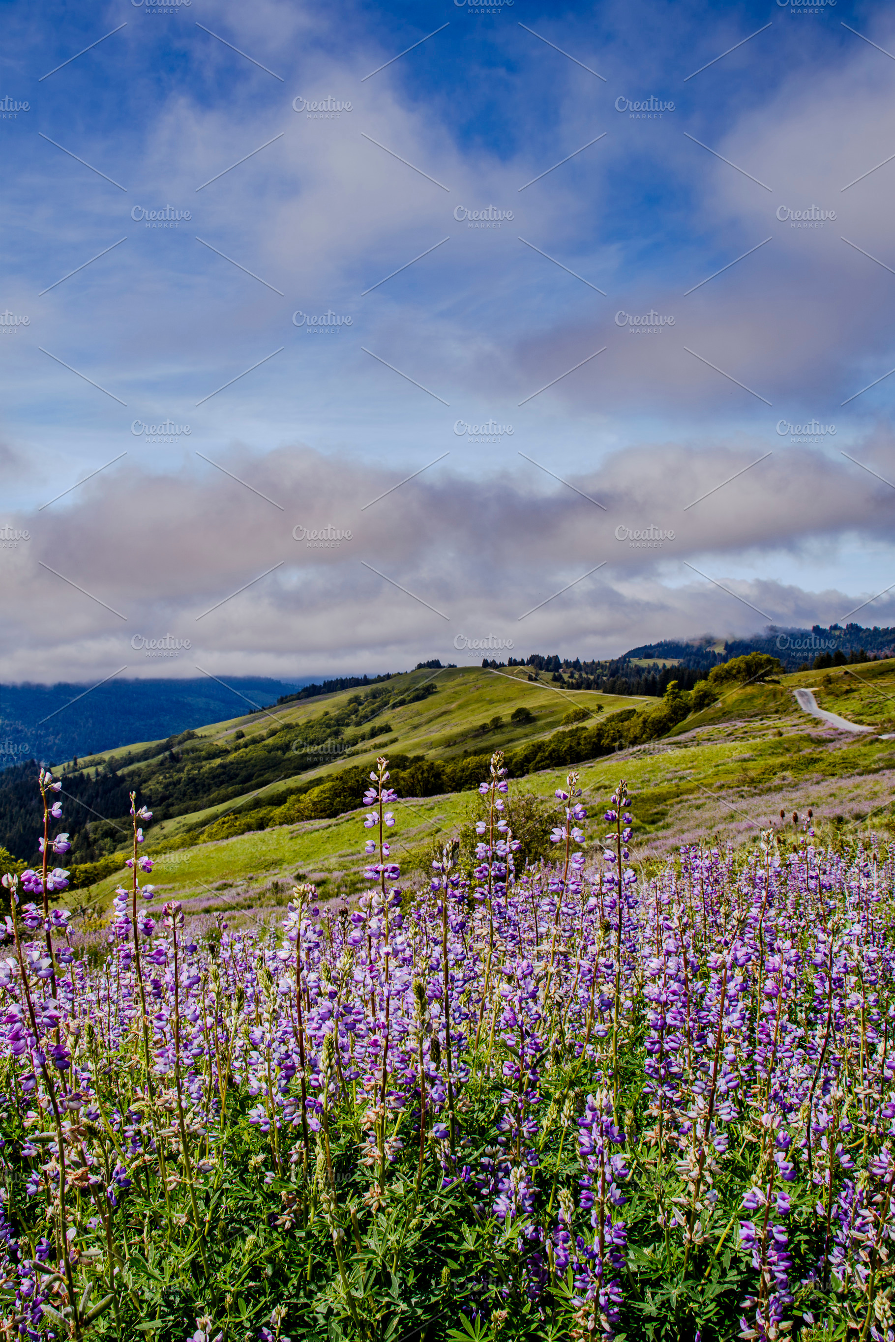 Purple Wildflowers and Coastal Hills, a Nature Photo by Jillian Butolph