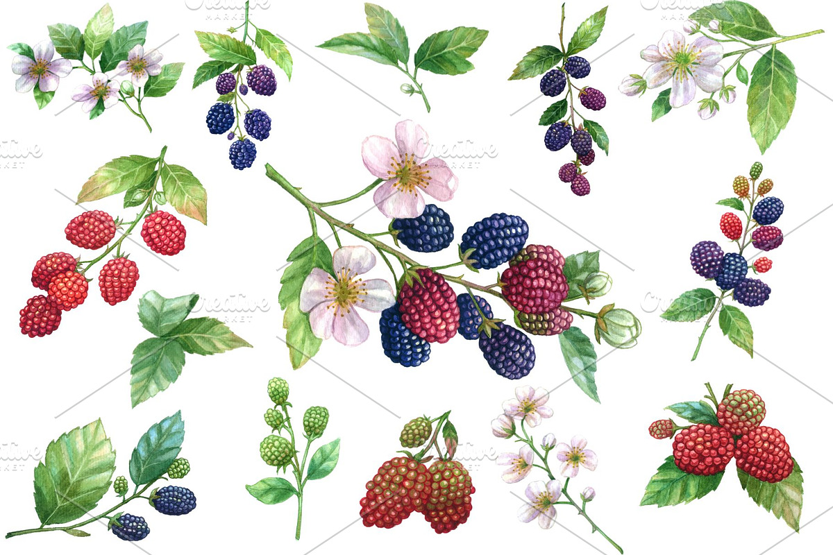 Watercolor Blackberry Clipart, a Food Illustration by Stellalunarts