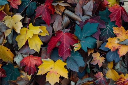 A cluster of colorful leaves laying, a Photo by Iftikhar Alam